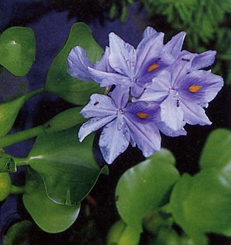water-hyacinth.jpg