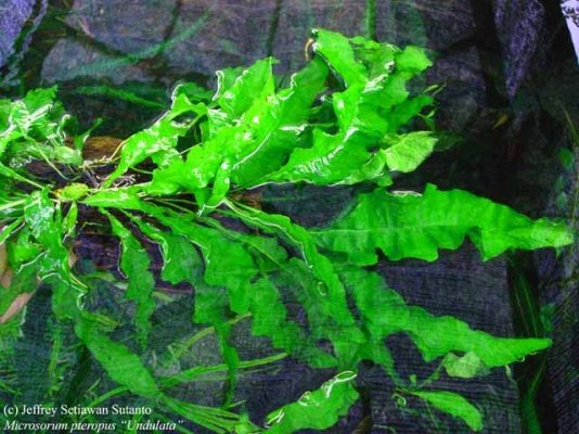 Wavy leaves Undulata.jpg