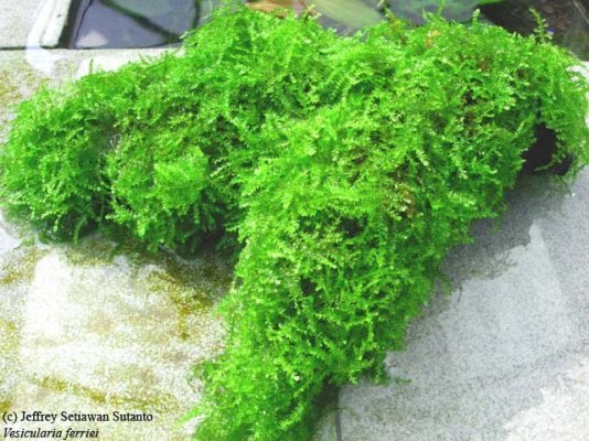 Weeping moss.jpg