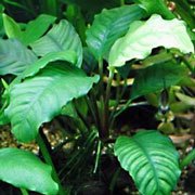 anubias-barteri-coffeefolia.jpg