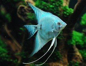 Angelfish_Blue_Blushing_Angelfish.jpg