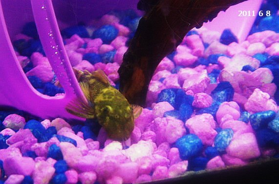 One of our new Green Dragon BN Pleco.JPG