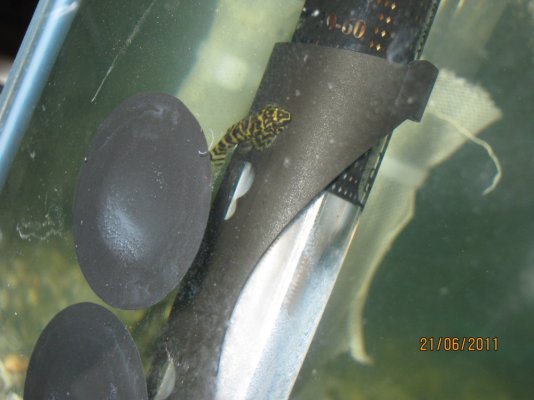 one of our baby hillstream loaches.jpg