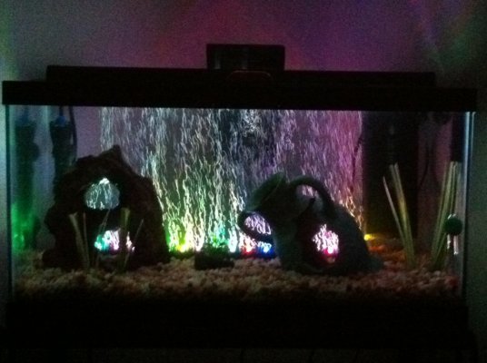 aquarium at night.jpg