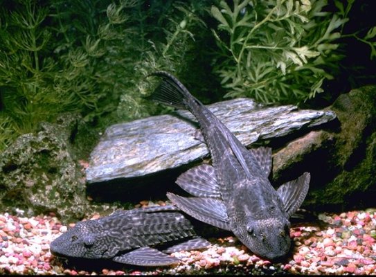 Common Pleco with their long slender body.jpg