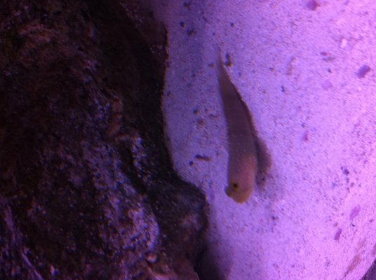 watchman goby in tank first time.jpg
