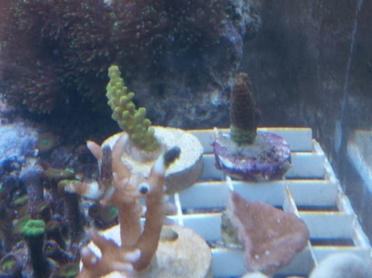 coral frags.jpg