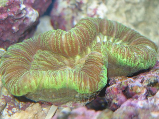 open-brain-coral.jpg