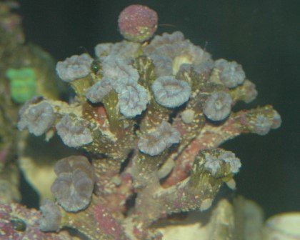 coral_4.jpg