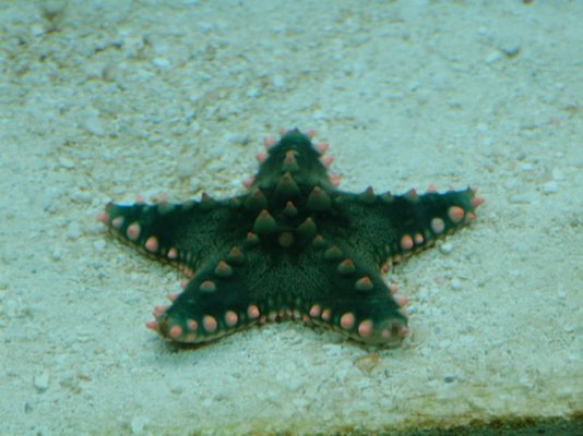 starfish_897.jpg