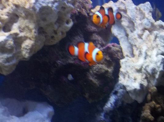 clownfish pair.jpg