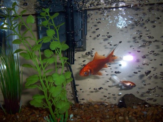 goldfish 019.jpg