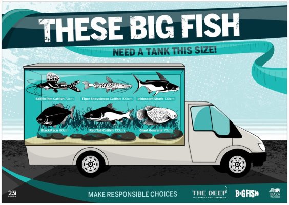 BIG FISH.jpg