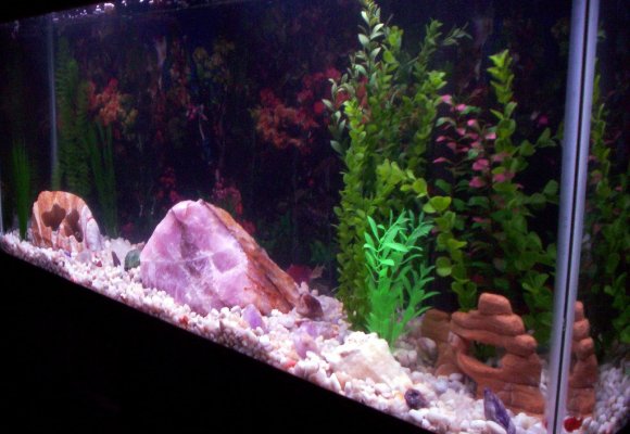 another_pic_of_new_tank_138.jpg