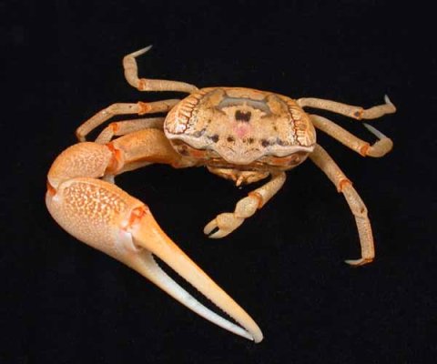 Fiddler-Crab.jpg