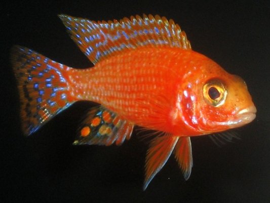 ruby crystalyoung male (1).jpg