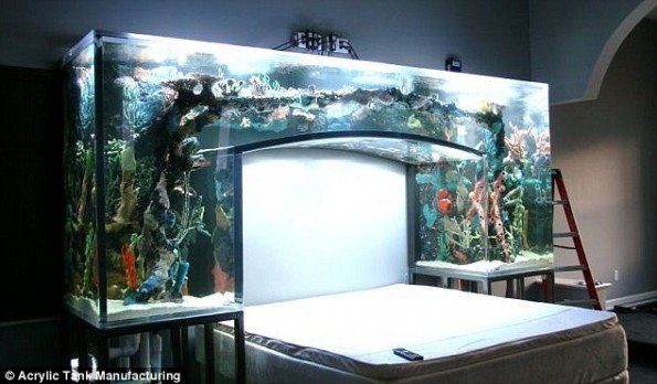 chad-ochocinco-aquarium-bed-595x348.jpeg