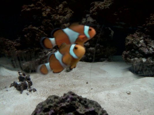 clownfishes.jpg