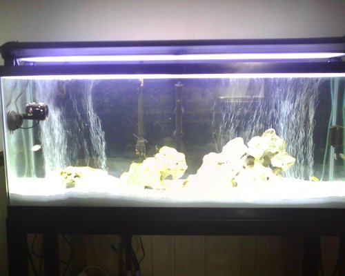 fish tanks 026.jpg