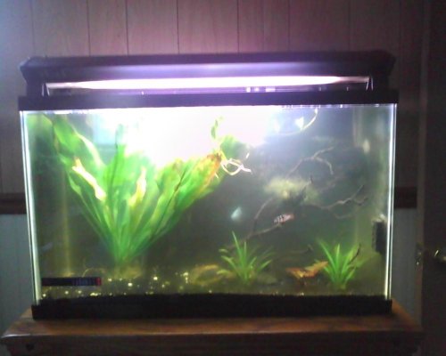 fish tanks 028.jpg