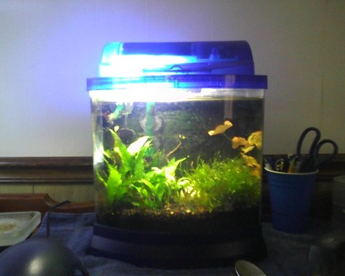 fish tanks 027.jpg