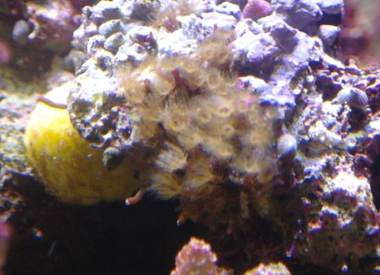 Yellow ball sponge & cluster of tiny brown filtering worms or something.jpg