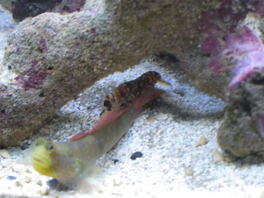 goby_3_small_866.jpg