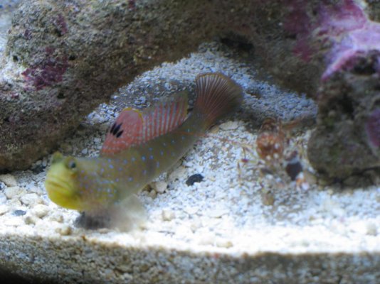 goby_2_small_101.jpg