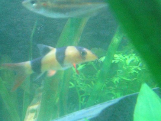 loach_with_bloated_tummy_177.jpg