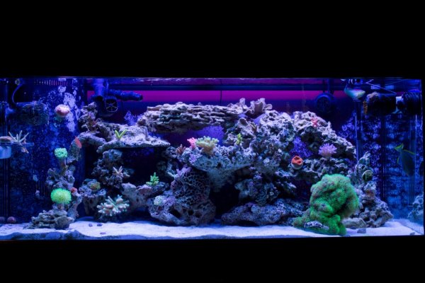 Jarretts Reef 6-16-12-4.jpg