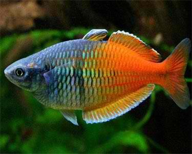 1300258852_177863891_2-boesemani-rainbow-fish-home-breed-Mumbai.jpg