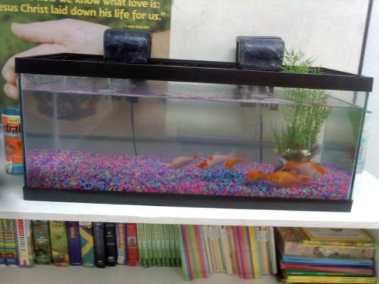 TANK fish tank.jpg
