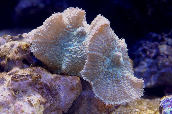 coral2a.jpg
