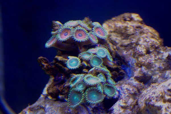 coral3a.jpg