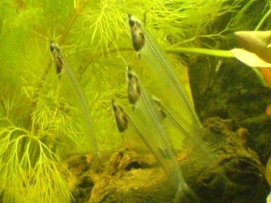 glasscatfish1_863.jpg