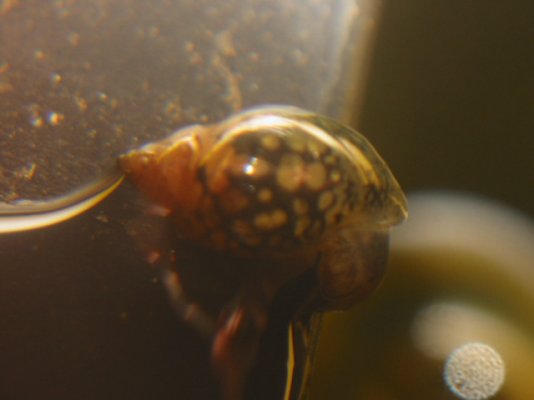 snail1_193.jpg