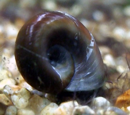 snail1_199.jpg