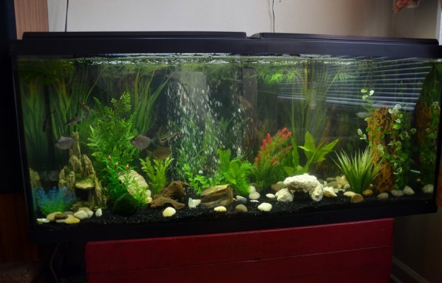 Fish Tank 008.jpg