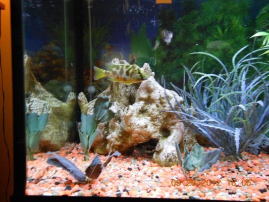 Nimbochromis venustus.jpg