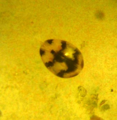 paleoenv-cypridopsis-vidua-wiki.jpeg