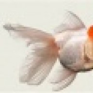 Goldfish101