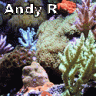 Andy R