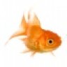 breedinggoldfish