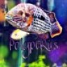 PolyptRus