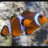 Clownfish69