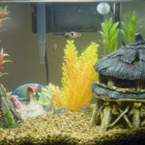 Son's aquarium