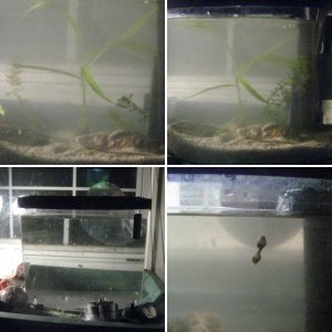 2.5g Planted/Shrimp/snails