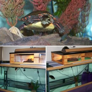75 gal turtle tank