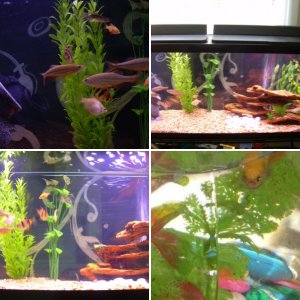 my fish over the years