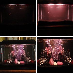 Twoapennything's Gothic Fish Tank (10 gal - Freshwater)